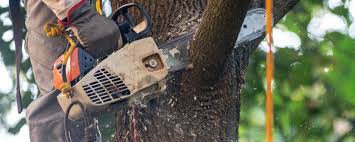 Best Tree Cabling and Bracing  in Cottonport, LA