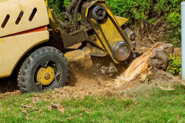 Best Utility Line Clearance  in Cottonport, LA