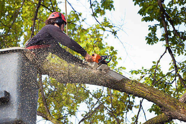 Professional Tree Services in Cottonport, LA